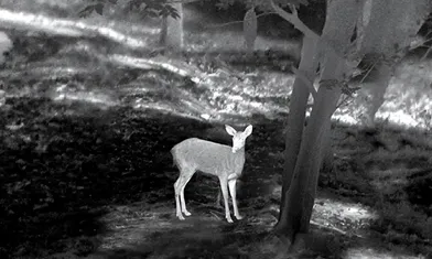 When Choosing A Thermal Imaging Camera For Outdoor Hunting, You Must Know These